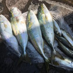 ジグサビキで色々釣れた